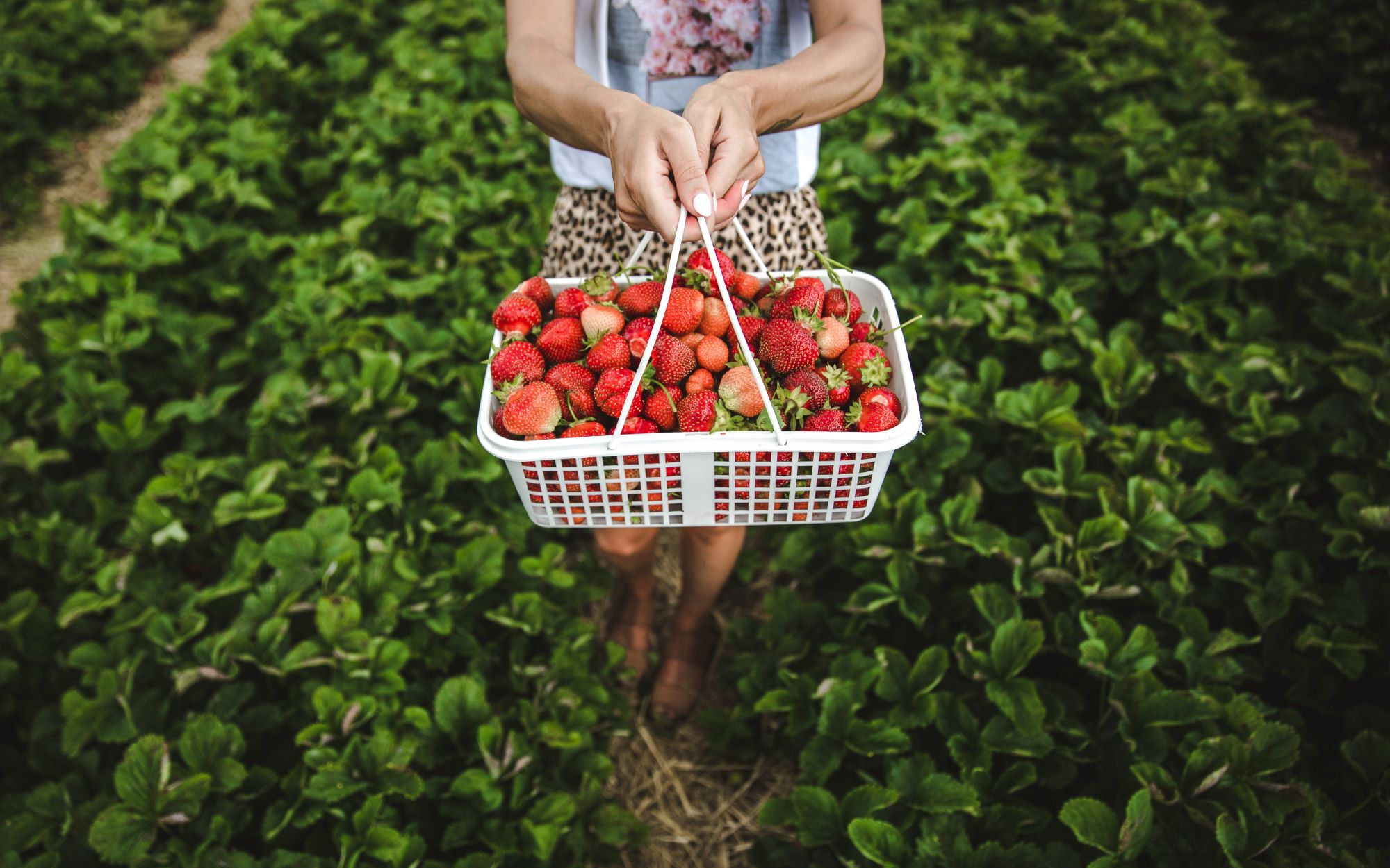 person holding basket strawberries