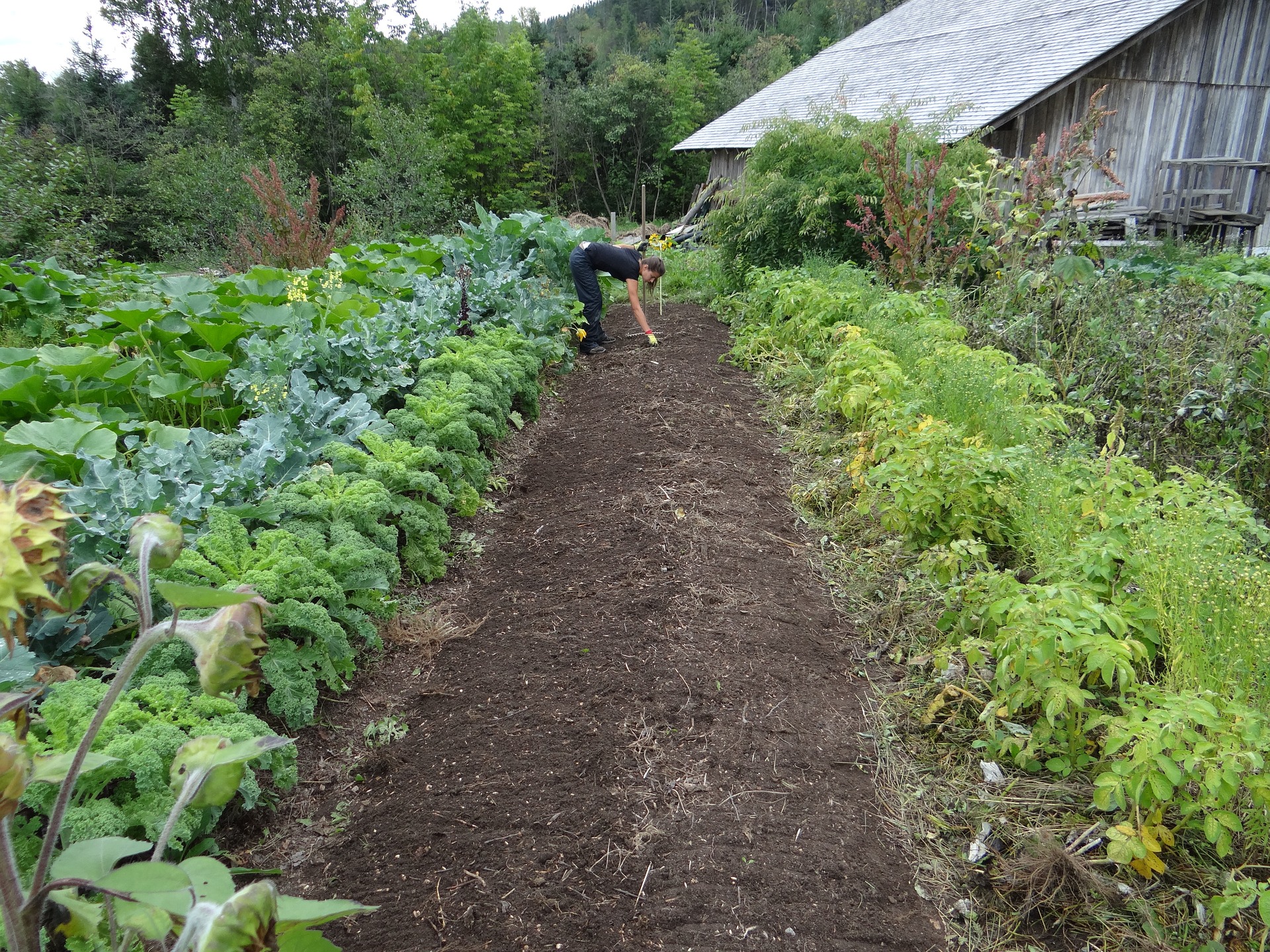 vegetable garden
